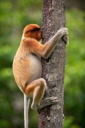 Treehugger Highly Commended Winner Jakub Hodan, Proboscis Monkey.