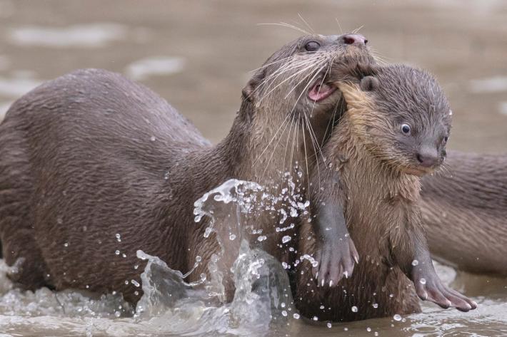  Creatures Under the Sea Award Chee Kee Teo, Smooth-coated Otter.