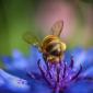 Diane Allison, Blue flower with bee. 