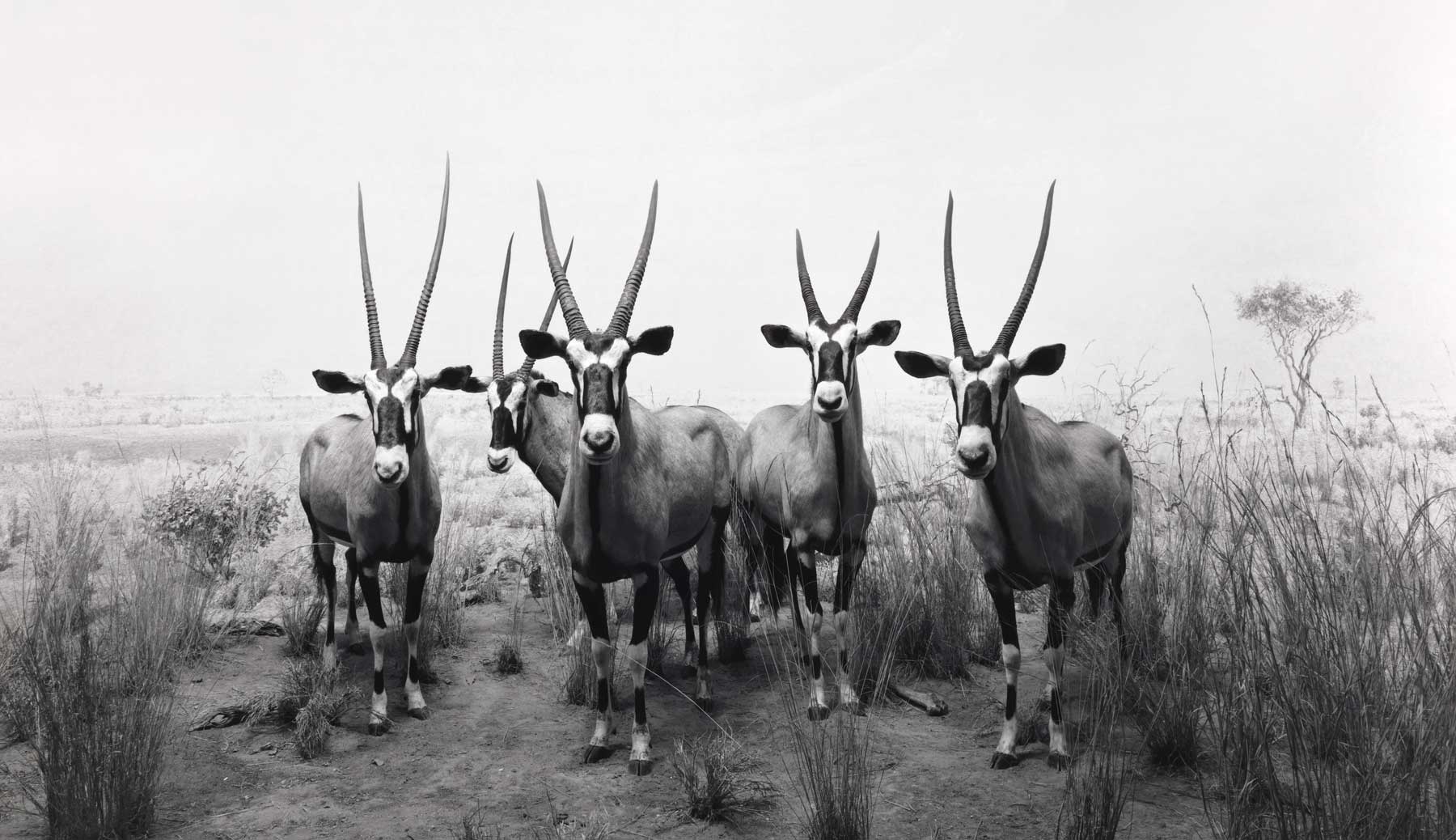 Hiroshi Sugimoto: Photography That Fools the Eye | Art & Object